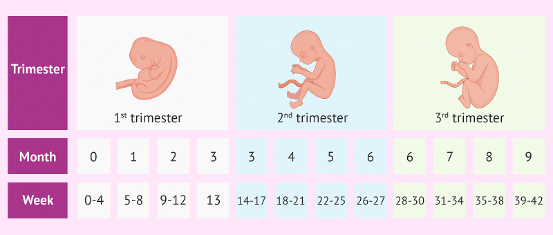 Pregnancy Trimesters